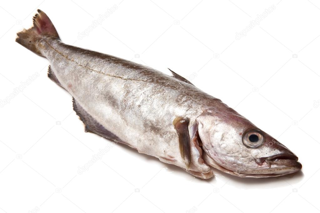 Pollack fish