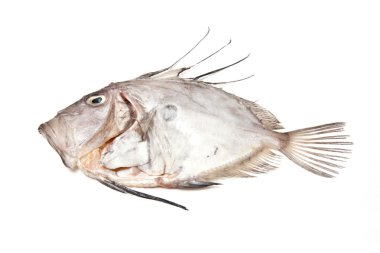 Bütün john dory deniz balık