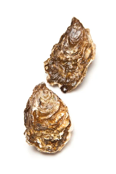 Oysters — Stock Photo, Image