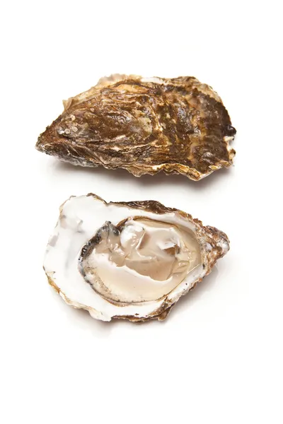 Oyster — стокове фото