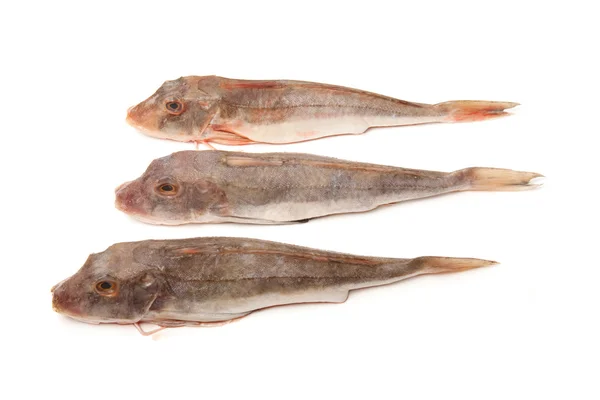 Rohe Fische — Stockfoto