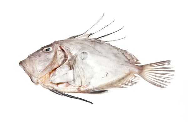 Вся риба морська Зеус звичайний — стокове фото
