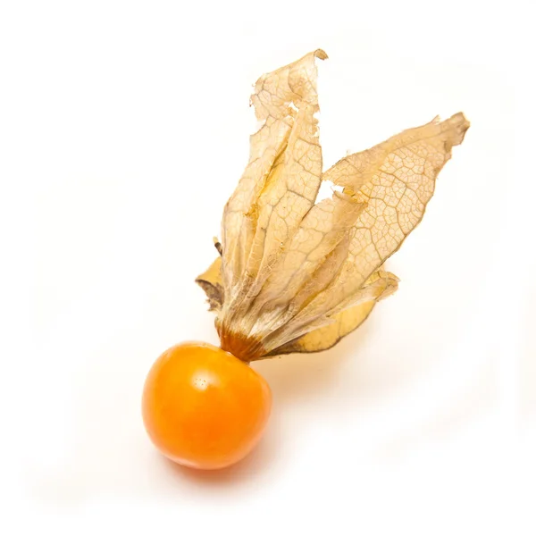 Physalis ovoce — Stock fotografie