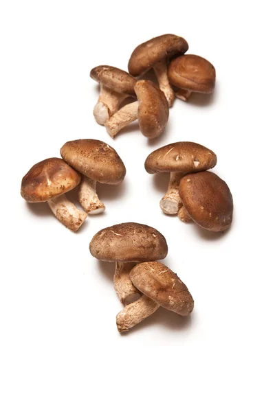 Champignons de hêtre brun — Photo