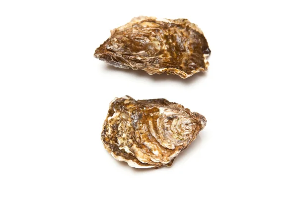 Oyster — стокове фото