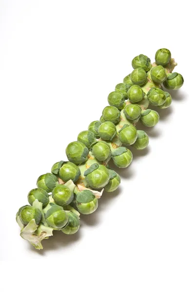 Fresh organic brussels sprout tree — Stock Photo, Image