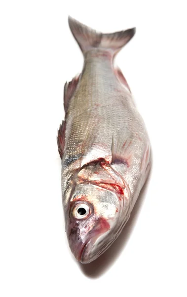 Морський окунь риби — стокове фото