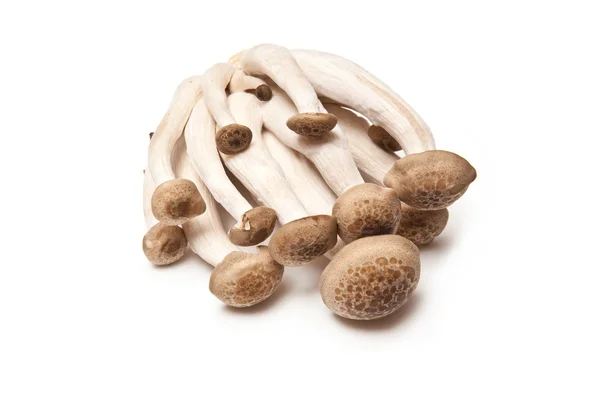 Mushrooms — Stock Photo, Image