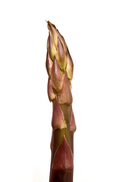 Paarse passie asperges — Stockfoto