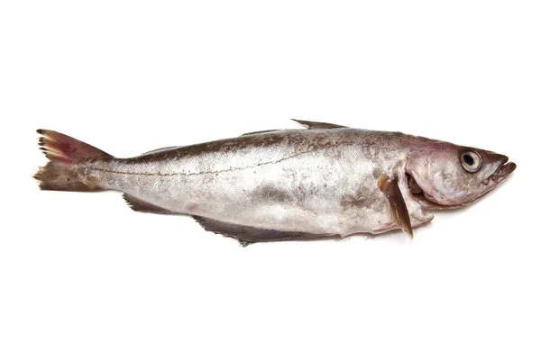 波洛克或波拉克的鱼 — 图库照片