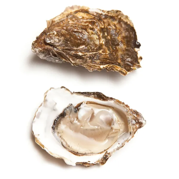 Fresh alive oysters — Stock Photo, Image