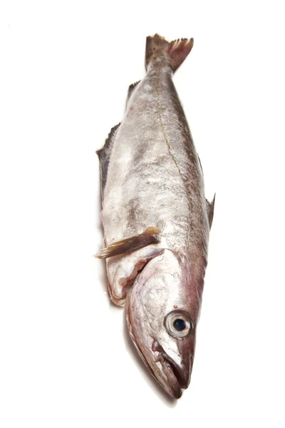 폴락 또는 폴락 물고기 — 스톡 사진