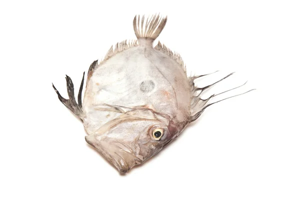 Whole John Dory sea fish — Stock Photo, Image