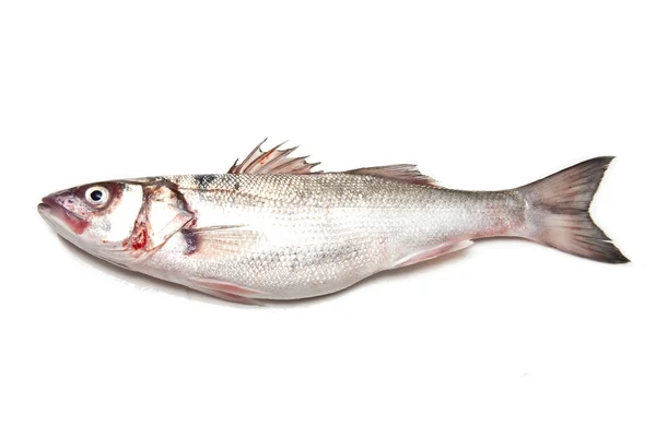 Рыба-окунь — стоковое фото
