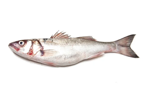 Pesce branzino — Foto Stock