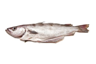 Pollock veya Kömür balığı balık