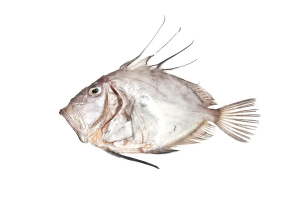 Pesce di mare intero John Dory — Foto Stock