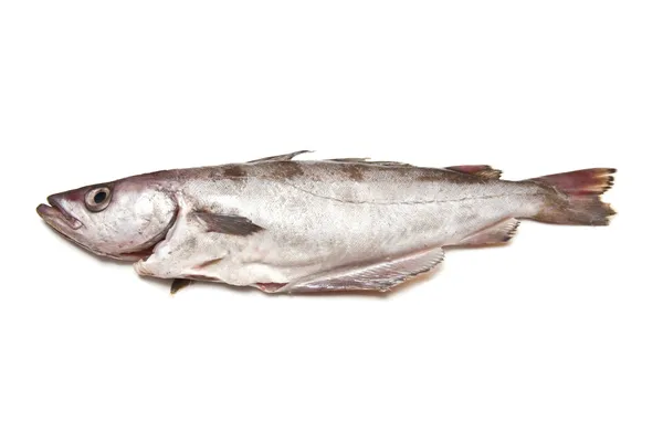 ポロックやすけそう鱈の魚 — ストック写真