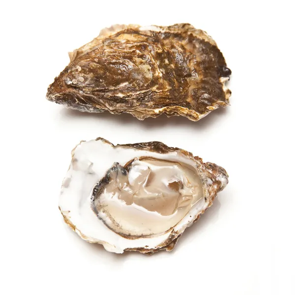 Frische lebendige Austern — Stockfoto