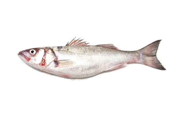 Sea Bass fish — Stock Photo, Image