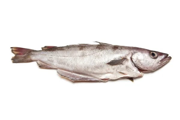 Pollock veya Kömür balığı balık