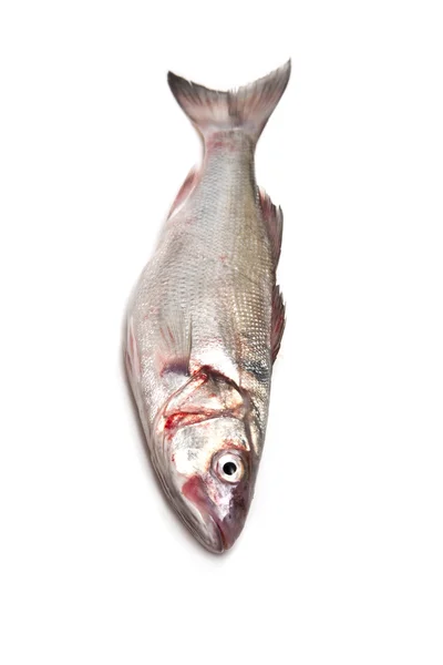 Pesce branzino — Foto Stock