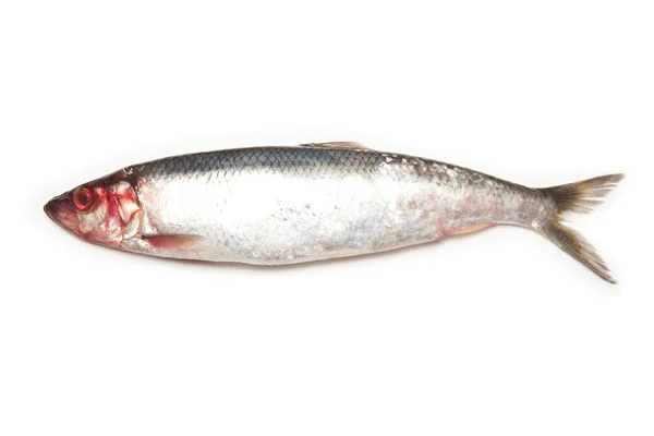 Freh herrings — Stock Photo, Image