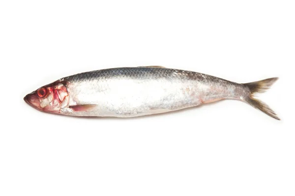 Freh herrings — Stock Photo, Image