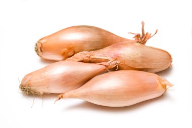 Soğan