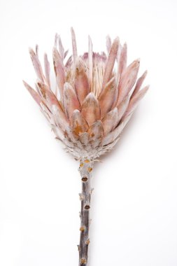 Protea çiçek