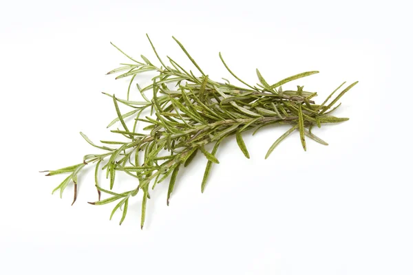 Sprig of rosemary — Stock Photo, Image