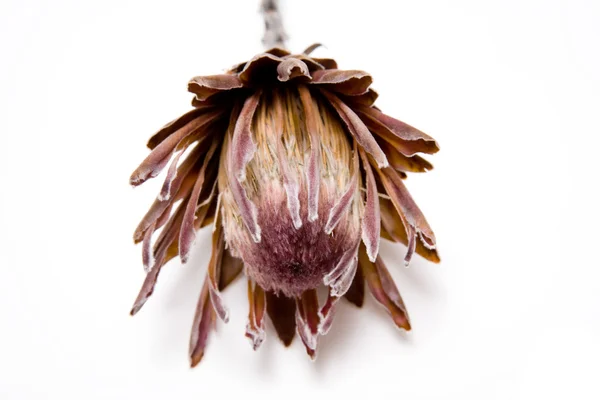 Fiore di Protea — Foto Stock