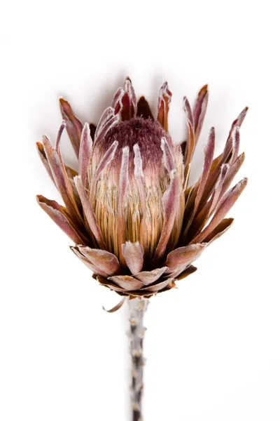 Protea çiçek