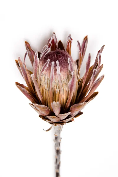 6 059 Protea Flower Stock Photos Free Royalty Free Protea Flower Images Depositphotos
