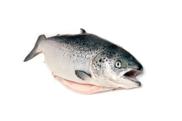 Scottish Atlantic Salmon — Stock Photo, Image