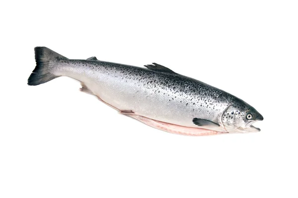 Schotse zalm — Stockfoto