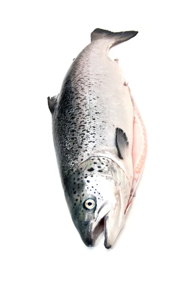 Salmone atlantico scozzese intero — Foto Stock