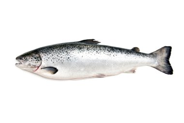 İskoç Atlantik somon (Salmo güneş) bütün