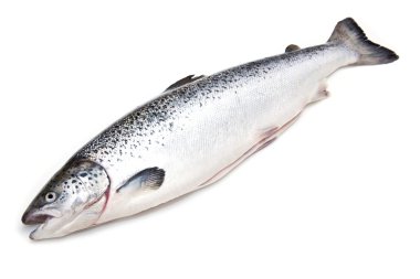 İskoç Atlantik somon (Salmo güneş) bütün