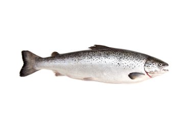 İskoç Atlantik somon (Salmo güneş) bütün