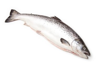 İskoç Atlantik somon (Salmo güneş) bütün