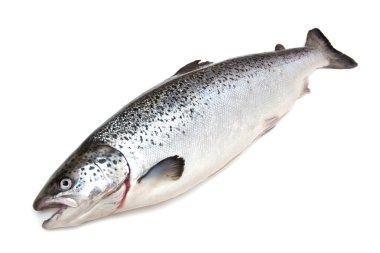 İskoç Atlantik somon (Salmo güneş) bütün