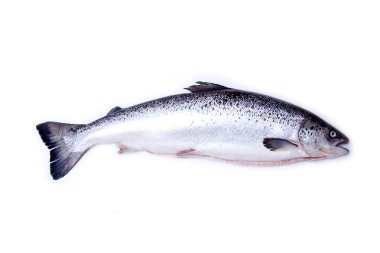 İskoç Atlantik somon (Salmo güneş) bütün