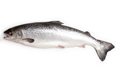 İskoç Atlantik somon (Salmo güneş) bütün