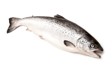 İskoç Atlantik somon (Salmo güneş) bütün
