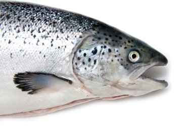 İskoç Atlantik somon (Salmo güneş) bütün