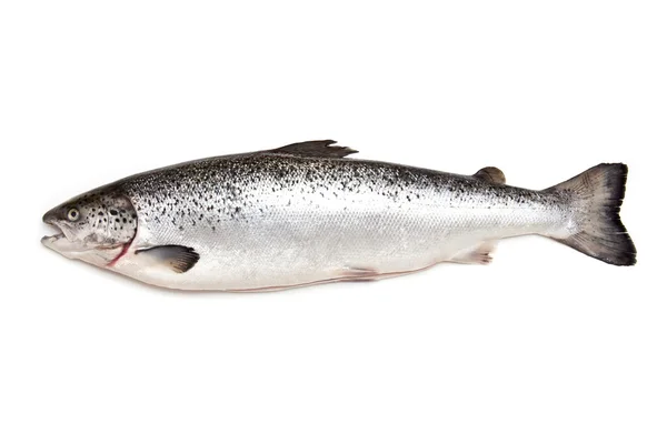 Schottischer Atlantischer Lachs (salmo solar) ganz — Stockfoto