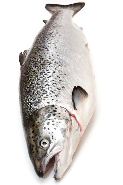 Шотландский атлантический лосось (Сальмо солнечный)
