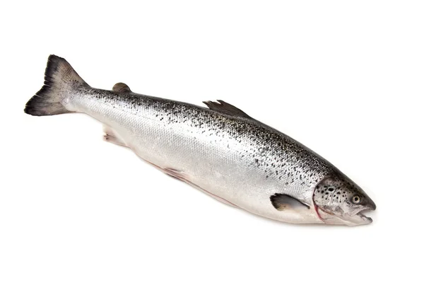 Schottischer Atlantischer Lachs (salmo solar) ganz — Stockfoto