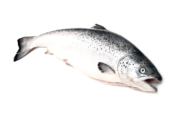 Schottischer Atlantischer Lachs (salmo solar) ganz — Stockfoto